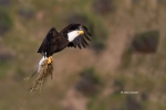 Bald-Eagle;Eagle;Flying-Bird;Haliaeetus-leucocephalus;Nest;Nesting-Material;Phot